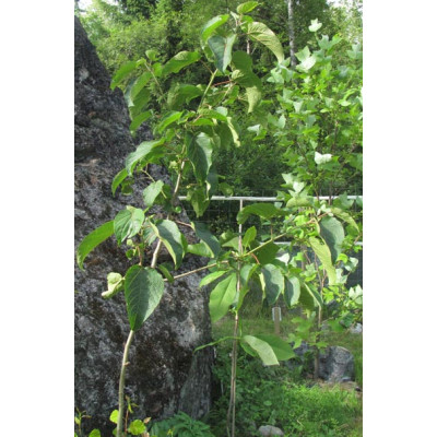 Isolehtipoppeli (Populus lasiocarpa)